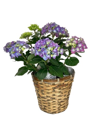 Beautiful Blooming Hydrangea Plant