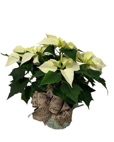 Vintage White Poinsettia Plant