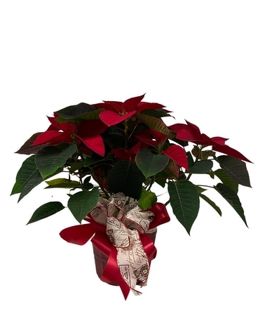 Small Poinsettia in rattan basket with holiday bow Plant