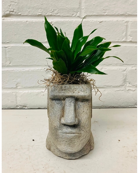 Easter Island Head Planter in Springfield MO - House of Flowers Inc.