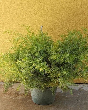 Asparagus Fern Plant Plant