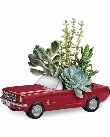 Succulents in Ford Mustang Plant