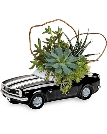 Chevy Camaro Succulent Garden Plant