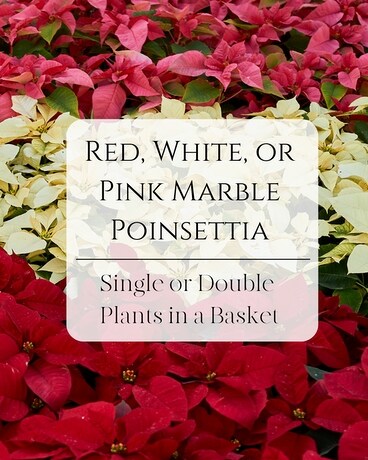 Poinsettia Plant