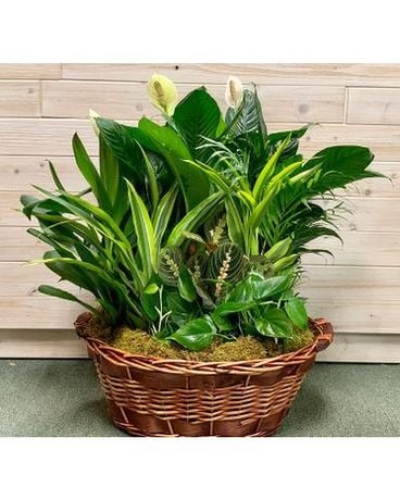 Extra Large Dish Garden Basket Plant