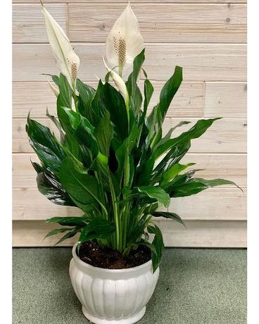 Peace Lily-Ceramic Plant