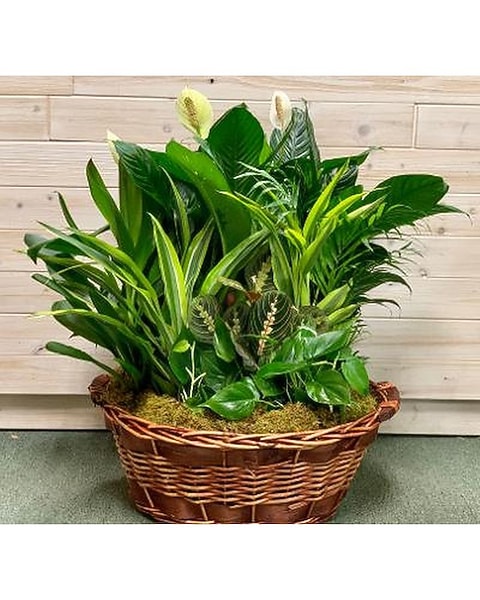 hanging basket silk plants Silk Plants Direct Vanda Orchid Hanging Basket Artificial Plant