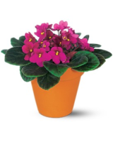 Standard size, 7.5 inches height and 8 inches wide.