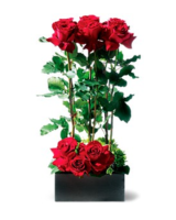 Standard size, 26 inches height and 7 inches wide.