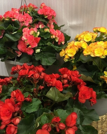 Blooming Plant Plant