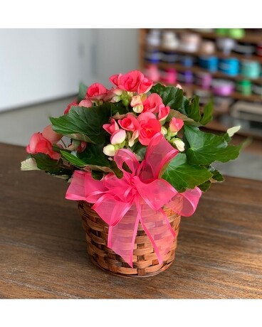 Begonia Plant