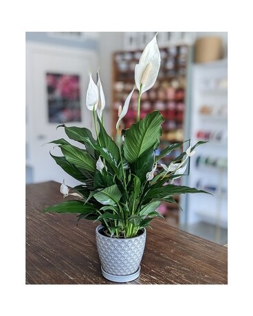 Spathiphyllum- GP016