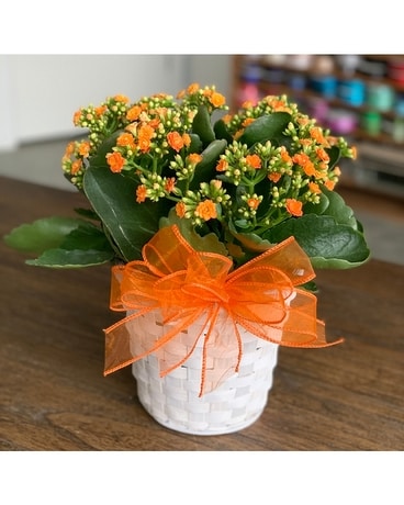 Kalanchoe Plant