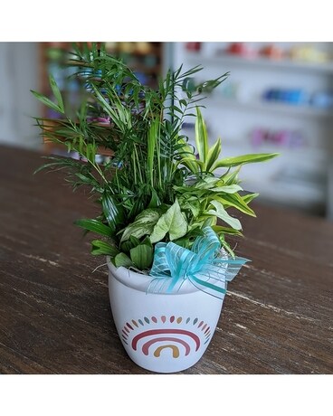 Rainbow Planter GP023 Plant
