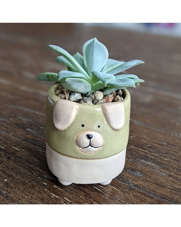Lil Pup Plant