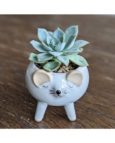 Lil Mouse Plant