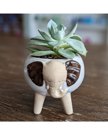 Lil Elephant Plant