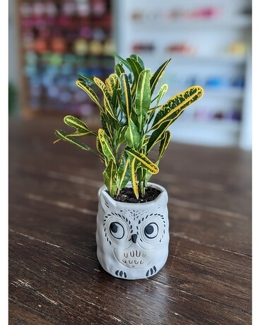 Plant Parent Buddies- Luna Gifts