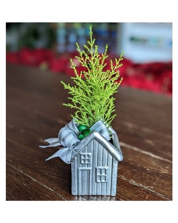 Lil Cypress House ow22x008a Plant