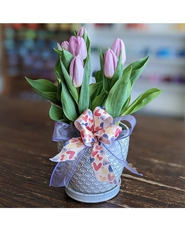 Tulip Bulbs Potted ow23v014a Plant