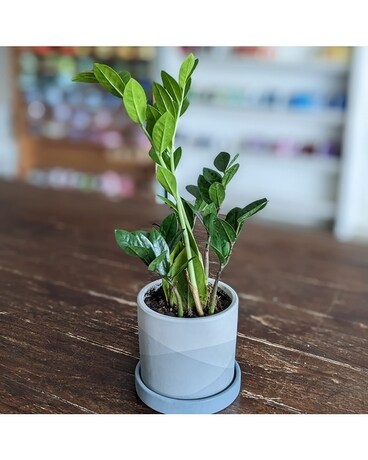 ZZ Plant 4