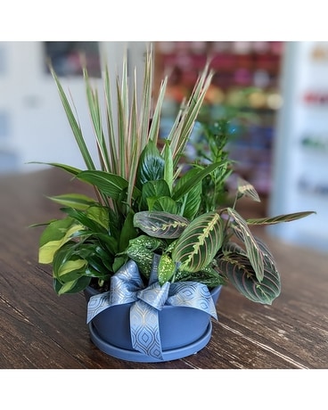 Tranquil Garden dg-tranquil Plant