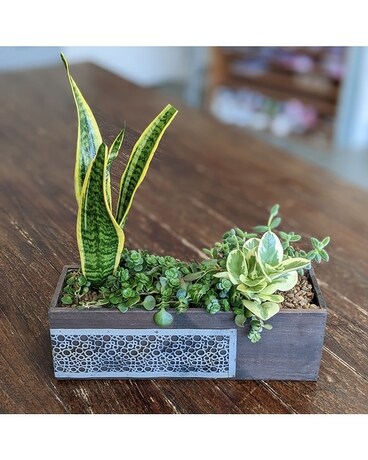 Mod Bubble Planter dg-bubble Plant