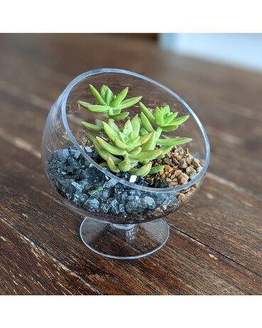 I'm So Fancy gp-fancy Plant