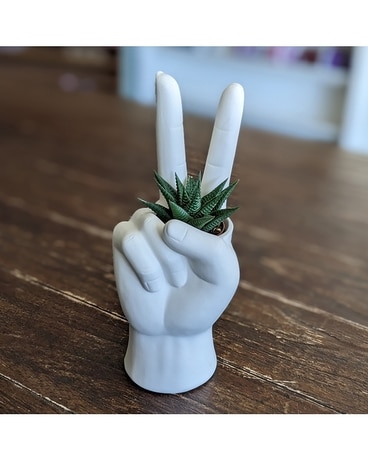 Peace Succulent gp-peace Plant