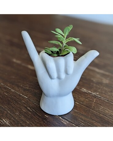 Shaka Succulent gp-shaka Plant