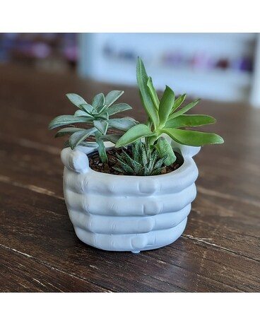 Nurture Succulent gp-nurture Plant