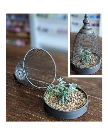 Caged Succulents gp-caged Plant