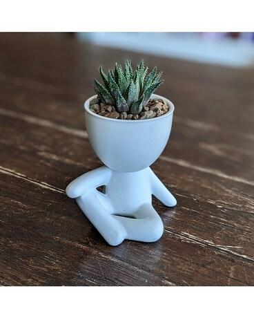 Ben Succulent gp-ben Plant