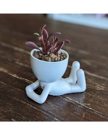 Jerry Succulent gp-jerry Plant