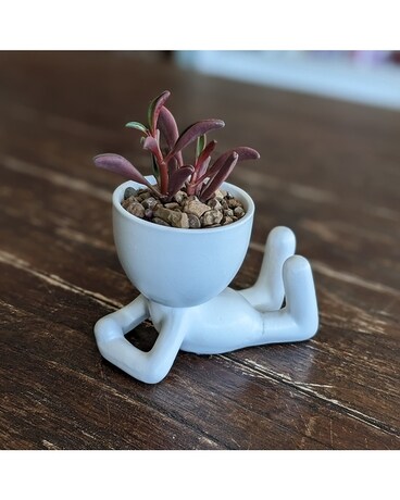 Jerry Succulent gp-jerry Plant
