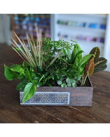 Greenscape Planter Plant