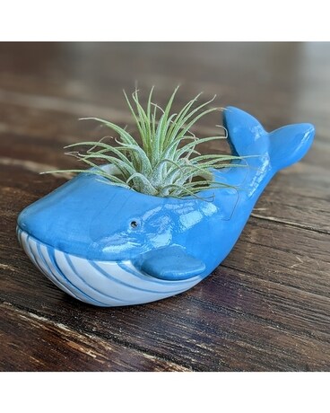 Whale Hello! Plant