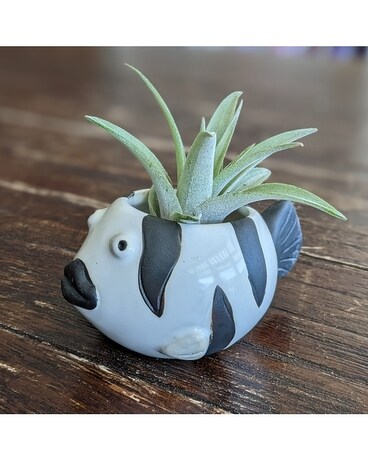 Something Fishy Plant
