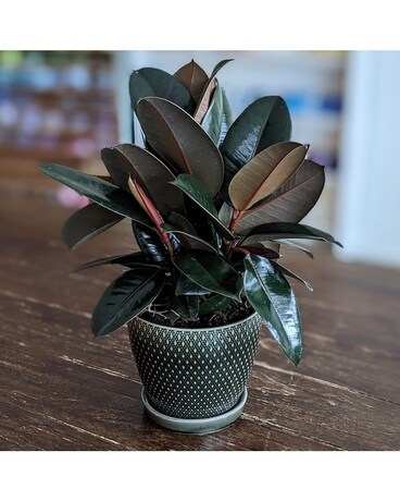 Ficus Elastica Burgundy Plant