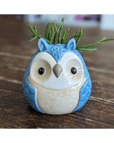 Blue Owl GP026 Plant