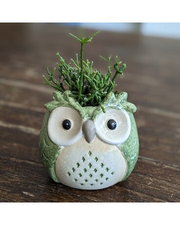 Green Owl GP029 Plant