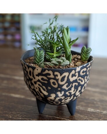 Leopard Pot GP031 Plant