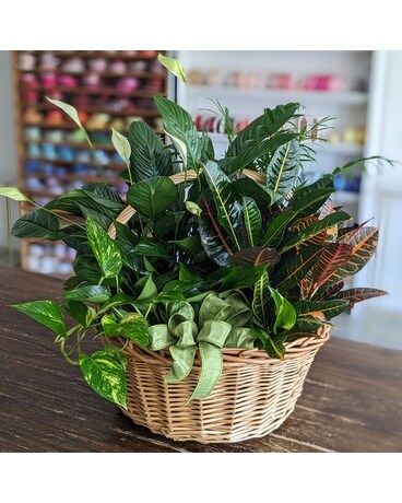 Lush Plant Basket dg-lush Plant