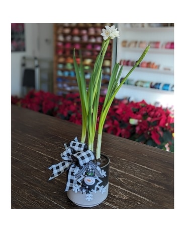 Narcissus 
