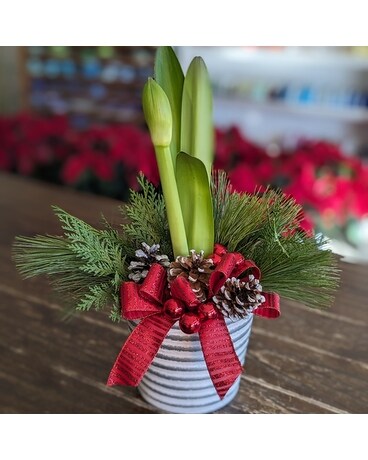 Amaryllis Bulb bp17 Plant