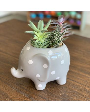 Elephant with Succulents- OW094 Plant