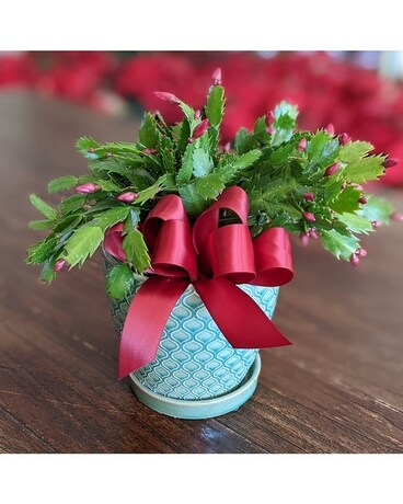 Christmas Cactus Plant