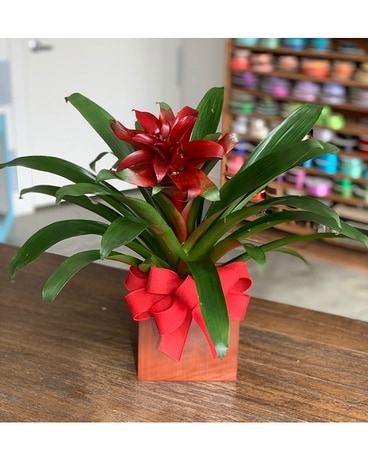 Bromeliad Plant Plant