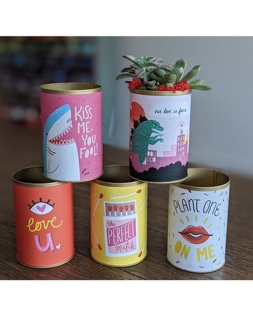 Tins of Love Plant