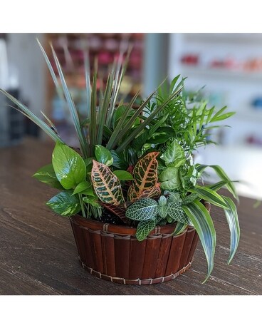 Round Dish Garden dg002 Plant